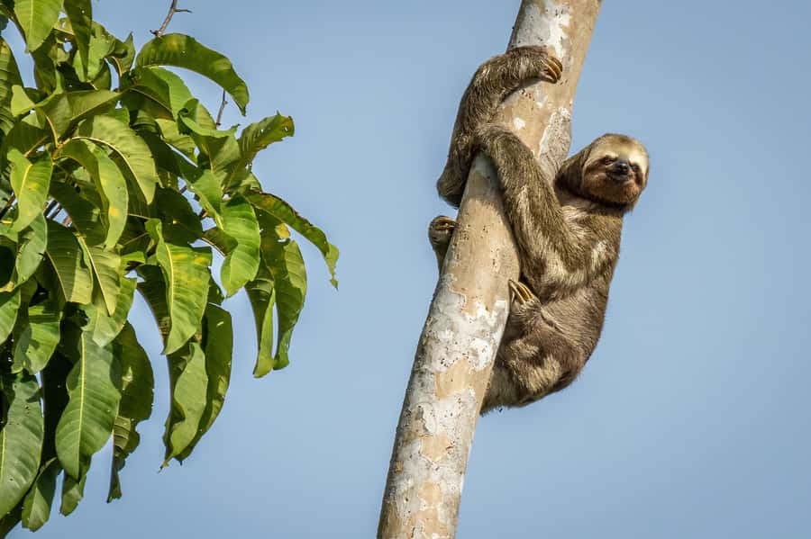 Manaus: Multi-Day Amazon Trip at Tapiri Floating Lodge - From Manaus to the Meeting of the Waters