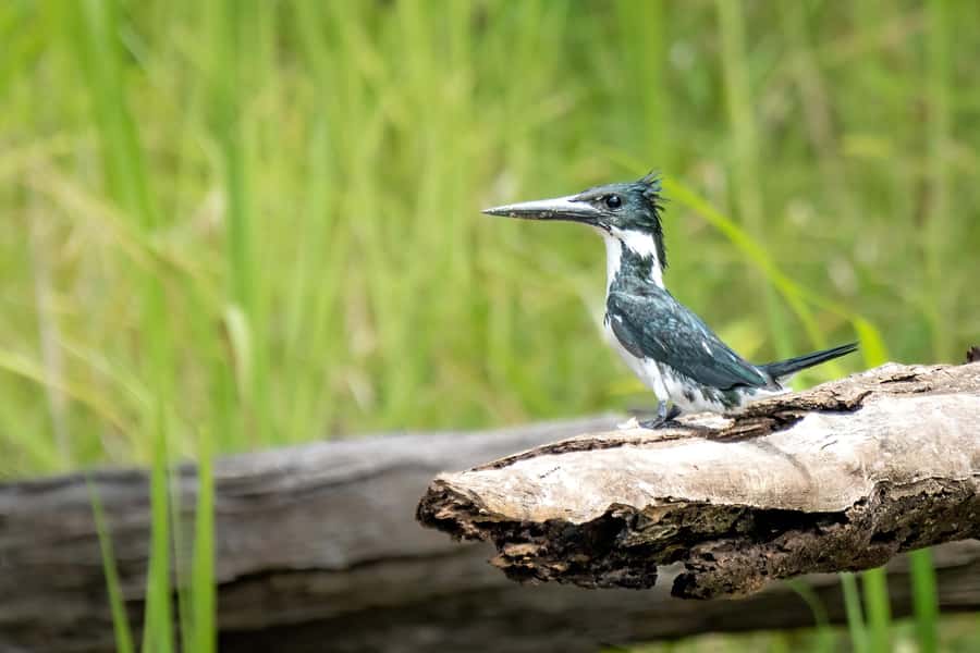 Manaus: Multi-Day Amazon Trip at Tapiri Floating Lodge - What the four and five-day programs add