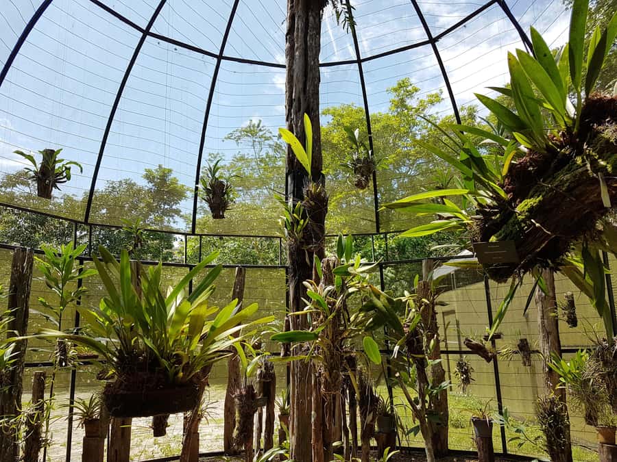 Manaus: MUSA and INPA Museums with Observation Tower Tour - Transportation, traffic, and timing