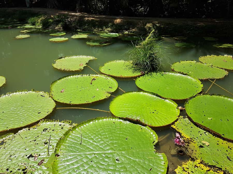 Manaus: MUSA and INPA Museums with Observation Tower Tour - Who will enjoy this experience most