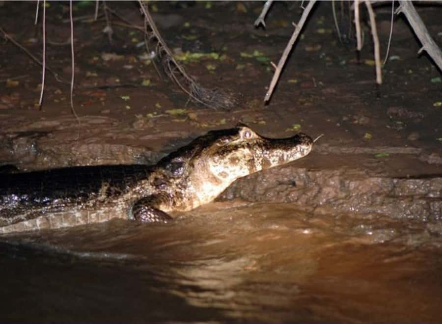 Manaus: Piranha Fishing and Alligator Watch Evening Tour - Leaving Manaus by boat toward Iranduba