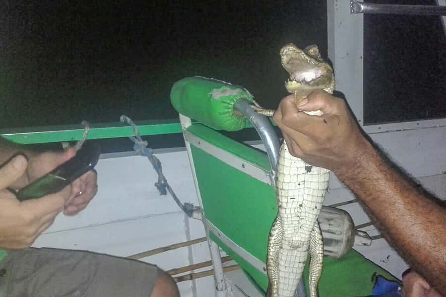 Manaus: Piranha Fishing and Alligator Watch Evening Tour - FAQ