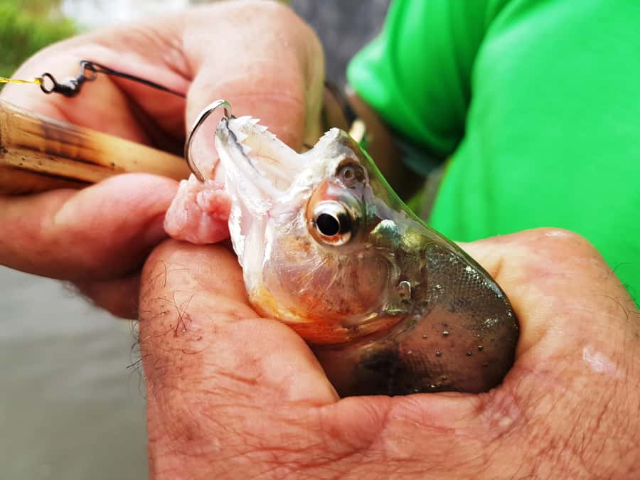 Manaus: Piranha Fishing and Alligator Watch Evening Tour - Fishing for piranha with a bamboo rod