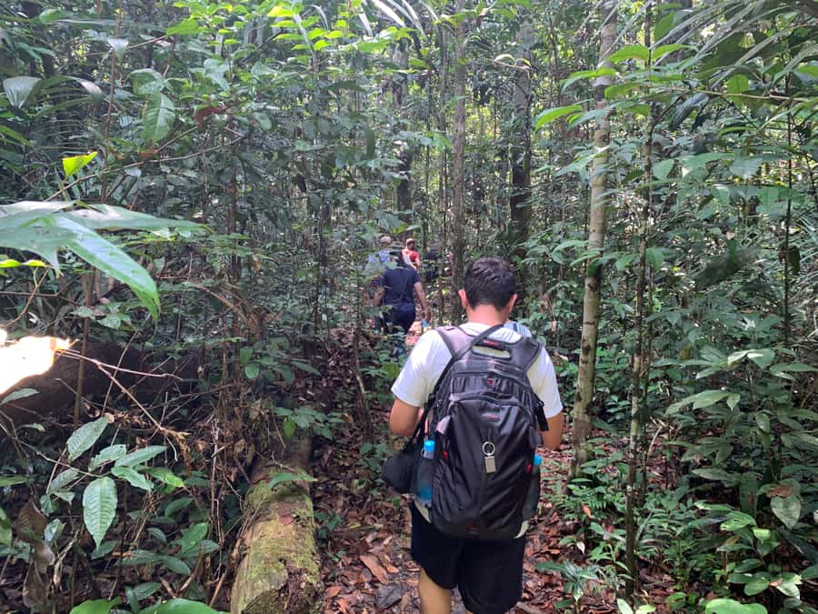 Manaus: Presidente Figueiredo Caves and Waterfalls Tour - Why Leave Manaus for Presidente Figueiredo?