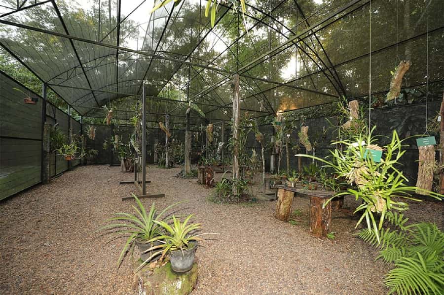 Manaus : Visit to MUSA (Amazon Museum) - Key points to know before you go
