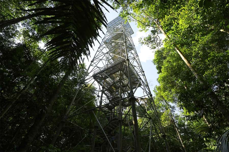 Manaus : Visit to MUSA (Amazon Museum) - Walking the Adolpho Ducke Forest Reserve