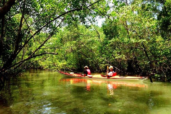 Mangrove and Beach Kayak Tour BY PARATY TOURS - Guides who add patience and local detail