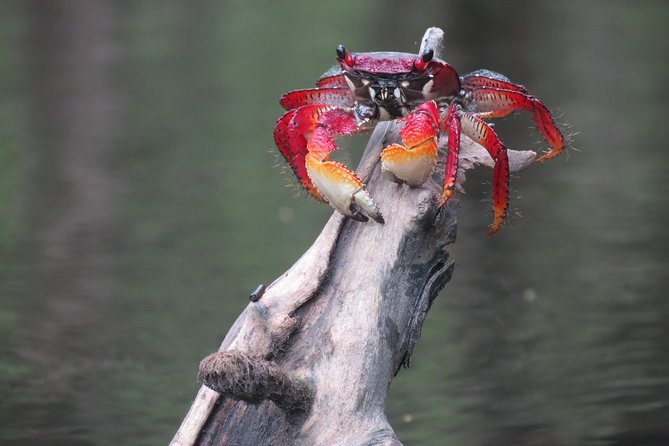 Mangrove, Beaches and Islands by Kayak tour - Why Paraty Bay is a fine place to kayak