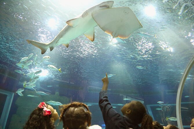 Museum of Tomorrow, AquaRio & Olympic Boulevard in Rio de Janeiro - AquaRio: a big attraction with a strict time limit