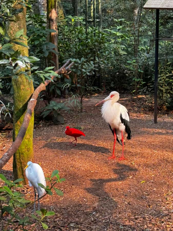 Paraguay + Argentina + Brazil Top Highlights - Bird Park changes the pace