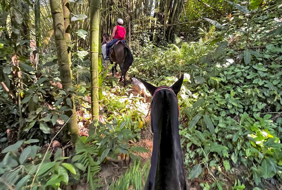 Paraty: 3-Hour Rainforest Horseback Ride - Practical preparation for a smoother outing