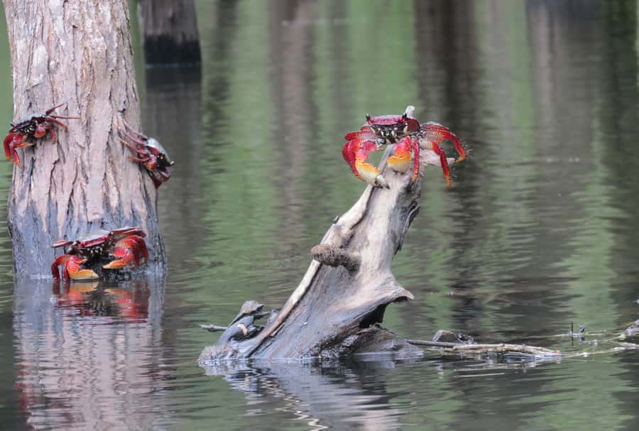 Paraty Bay: Half-Day Mangroves and Beaches Tour by Kayak - Key points before you book