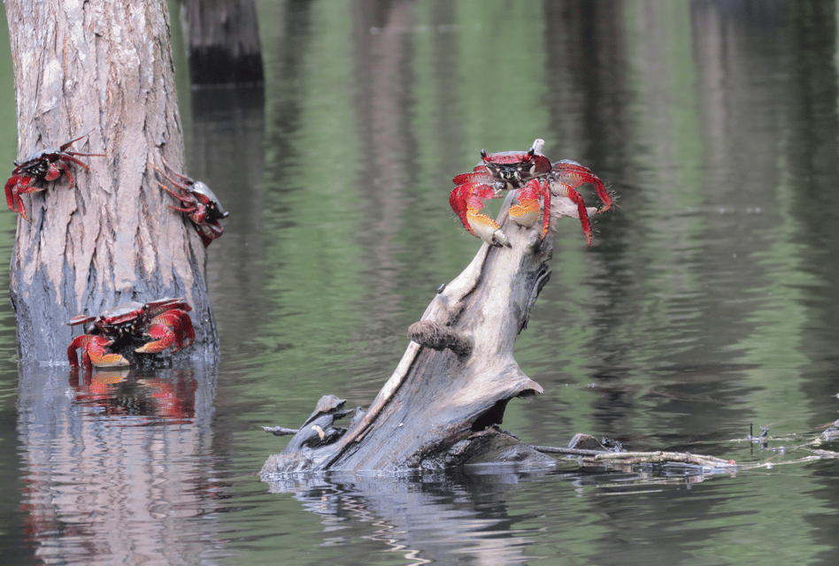 Paraty Bay: Half-Day Mangroves and Beaches Tour by Kayak - Safety, fitness, and what to bring