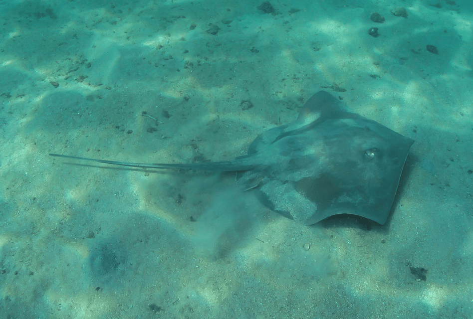 Paraty: Discovery Scuba Diving Experience for Beginners - The 40-Minute Underwater Session