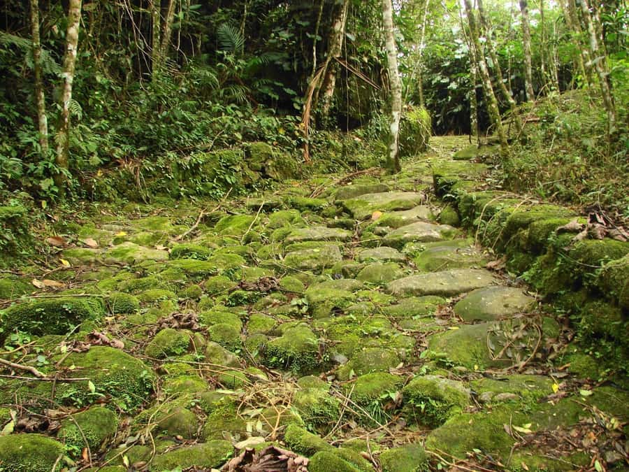 Paraty: Gold Trail Rainforest Hiking Tour - Tobogã Waterfall and Engenho do D’Ouro