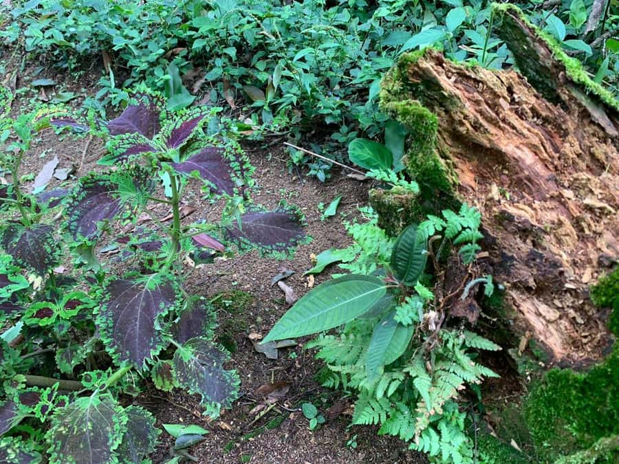 Paraty: Gold Trail Rainforest Hiking Tour - Is $75 a fair price?