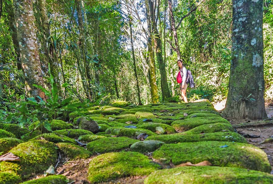 Paraty: Gold Trail Rainforest Hiking Tour - Walking the 3.6-kilometer Gold Trail