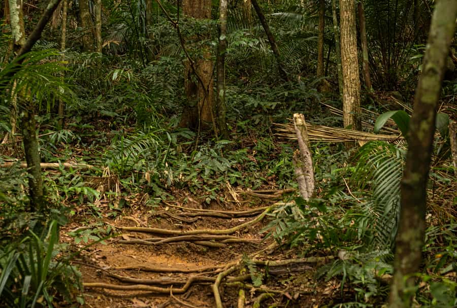 Paraty: Pão de Açucar Peak Trekking and Hiking Tour - Who should book this hike
