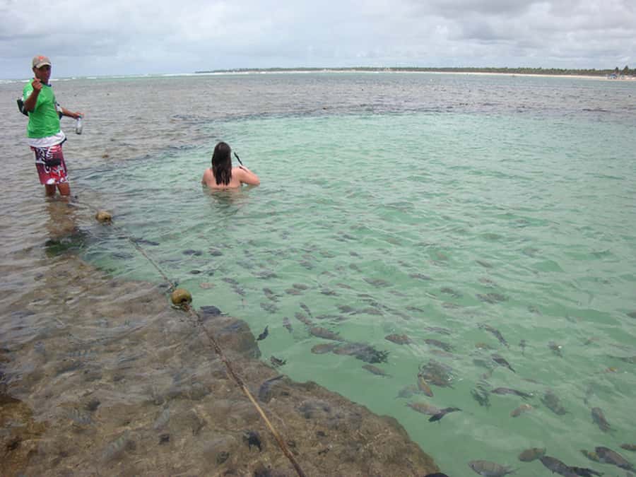 Porto Galinhas Full Day Tour - Swimming with tropical fish in the natural pools