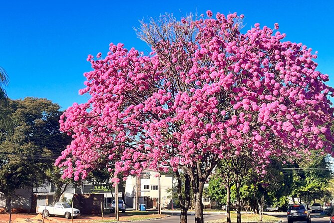 Private Cultural Tour in Campo Grande - The founding story at Praça do Monumento