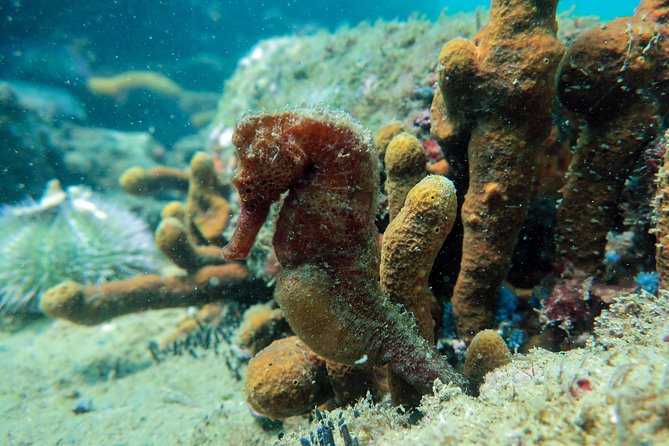 Private Program for Accredited Diver in Búzios - A good fit for cruise passengers and short stays