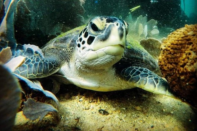 Private Program for Accredited Diver in Búzios - Why the natural pool makes this beach special