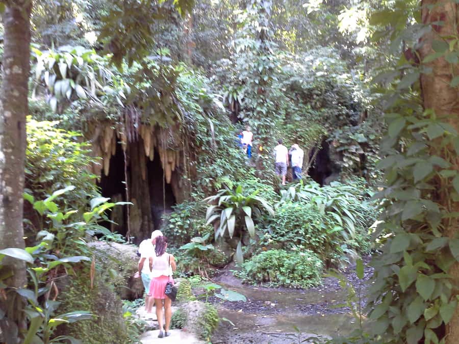 Private Tijuca Forest & Botanical Garden Guided Tour - Who should book this experience