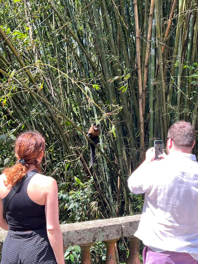 Private Tijuca Forest & Botanical Garden Guided Tour - Walking through Tijuca National Park