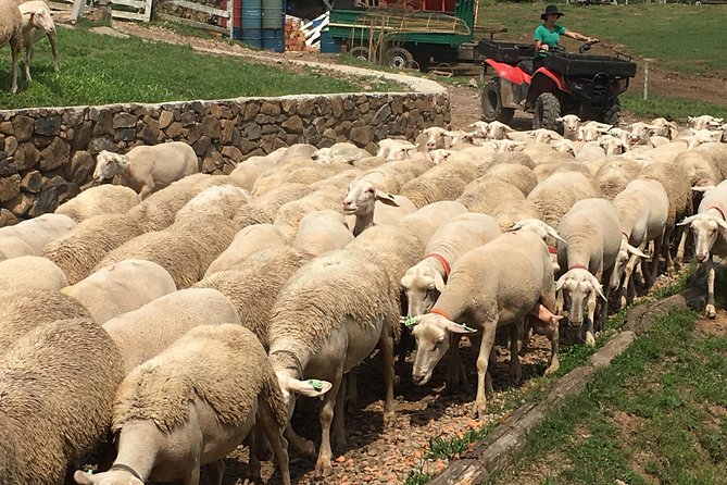 Private tour on Caminhos de Pedra in Bento Gonçalves RS - What you can see along the stone route