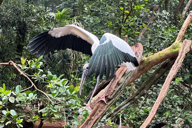 Private tour to Argentine and Brazilian Falls - Should you book it?