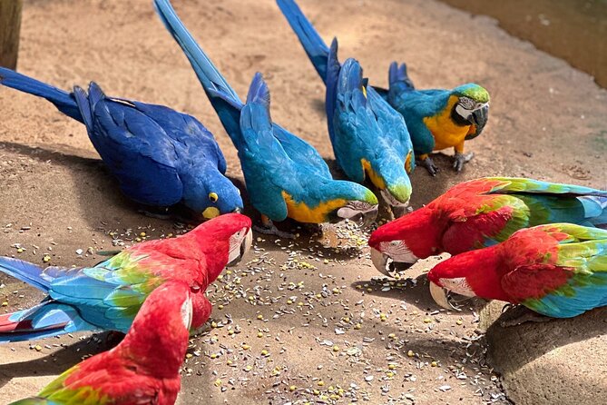 Private tour to Argentine and Brazilian Falls - Day one: birds, Brazilian viewpoints, and Macuco Safari