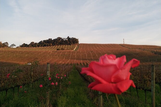 Private Tour to Serra Gaúcha Vineyards - From Gramado to Bento Gonçalves