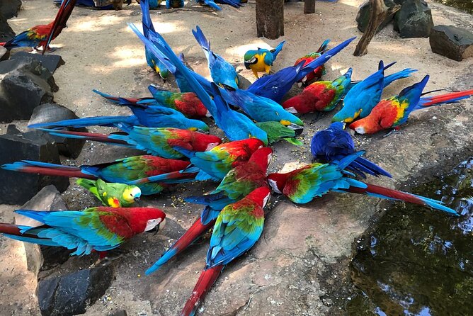 Private Transportation to Brazilian Waterfalls and Bird Park - Why this private Foz do Iguaçu tour works