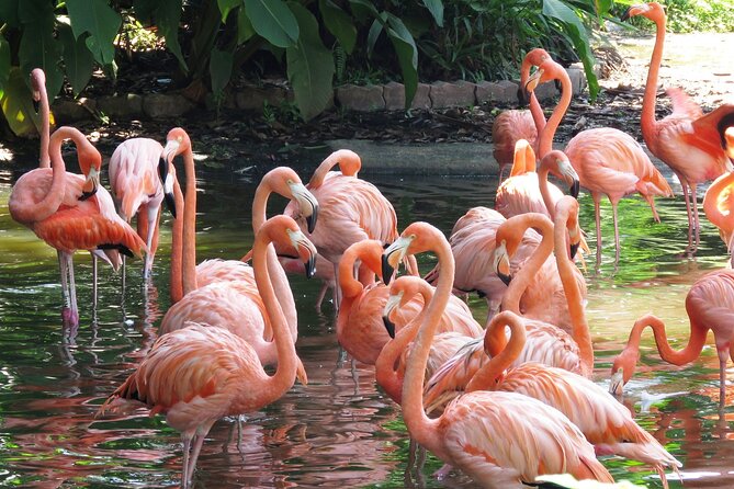 Private Transportation to Brazilian Waterfalls and Bird Park - The 1.5-kilometer trail at Iguazu Falls