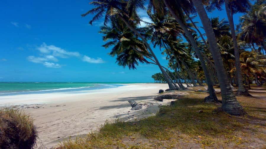 Recife: Tour to Carneiros with Catamaran Ride - First look at the beach and clear water