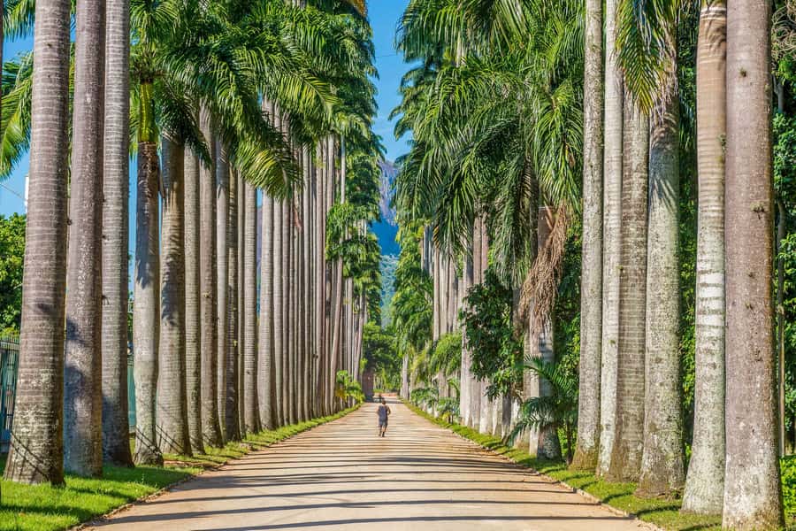 Rio: Botanical Garden, Tijuca Forest, and Parque Lage Tour - Five hours, private transport, and neighborhood pickup