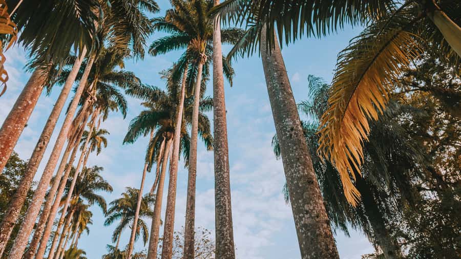 Rio de Janeiro: 4-Hour Botanical Garden & Tijuca Forest Tour - Key points to know before booking