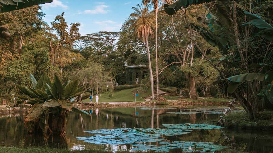 Rio de Janeiro: 4-Hour Botanical Garden & Tijuca Forest Tour - Starting at Rio’s Botanical Garden