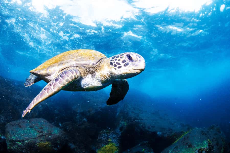Rio de Janeiro: Arraial do Cabo Scuba Diving Day Trip - Key points to know before booking