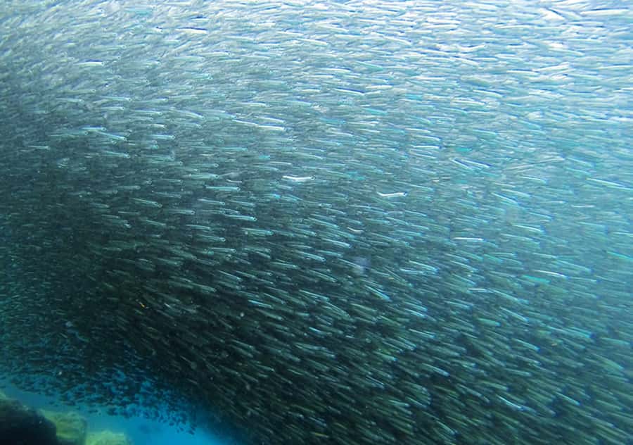 Rio de Janeiro: Arraial do Cabo Scuba Diving Day Trip - Marine life you might see