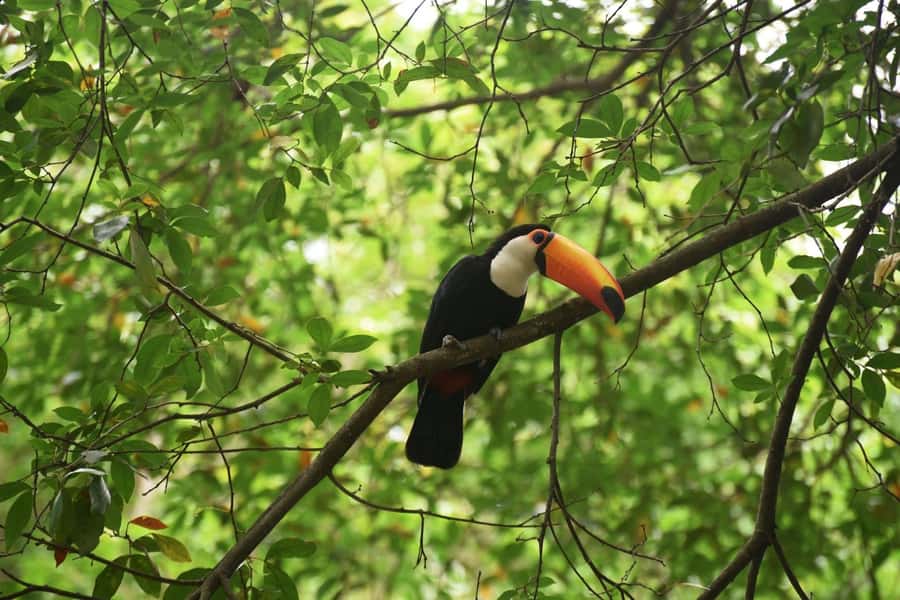 Rio de Janeiro: BioParque Guided Tour with Transfer - Key points to know before you go
