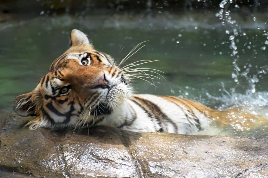 Rio de Janeiro: BioParque Guided Tour with Transfer - What makes BioParque different from a traditional zoo