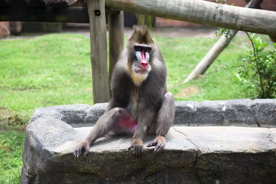 Rio de Janeiro: BioParque Guided Tour with Transfer - Inside the park: 140 species and 51 enclosures