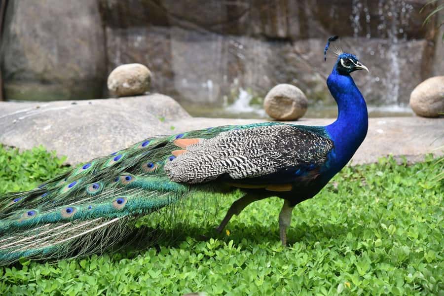 Rio de Janeiro: BioParque Guided Tour with Transfer - Why the conservation message matters