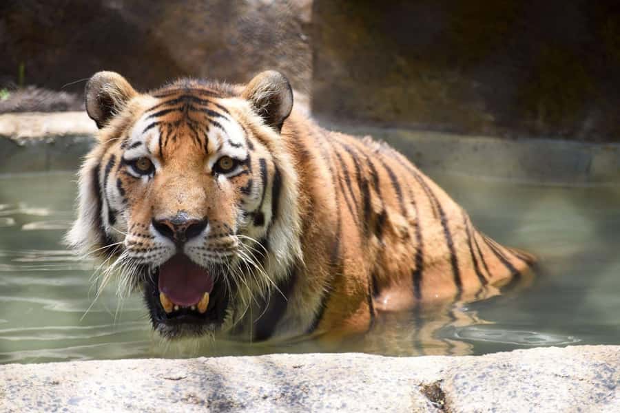 Rio de Janeiro: BioParque Guided Tour with Transfer - What the four-hour schedule really includes
