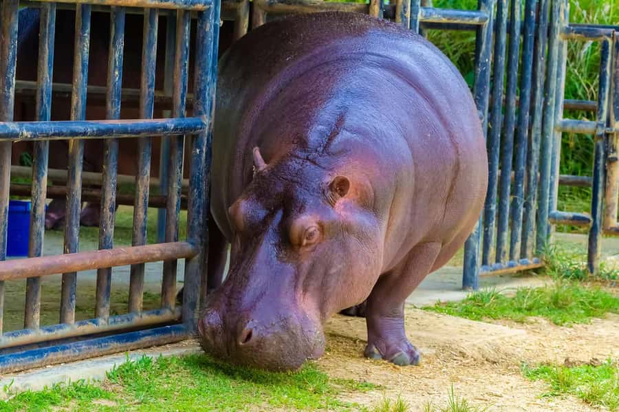 Rio de Janeiro: BioParque Guided Tour with Transfer - The $58 price: convenient, but compare your priorities