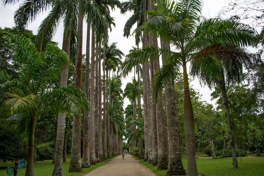 Rio de Janeiro: Botanical Garden & Tijuca Forest Guided Tour - What the $85 price really includes