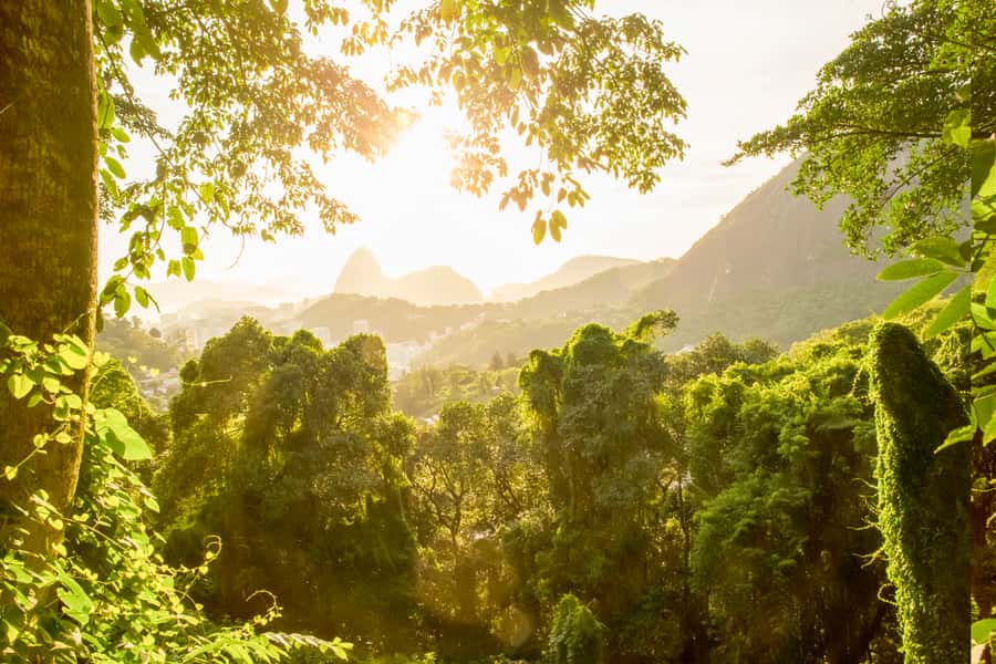 Rio de Janeiro: Christ, Selaron Steps, and Tijuca Park Tour - Guides, drivers, and the value of the van