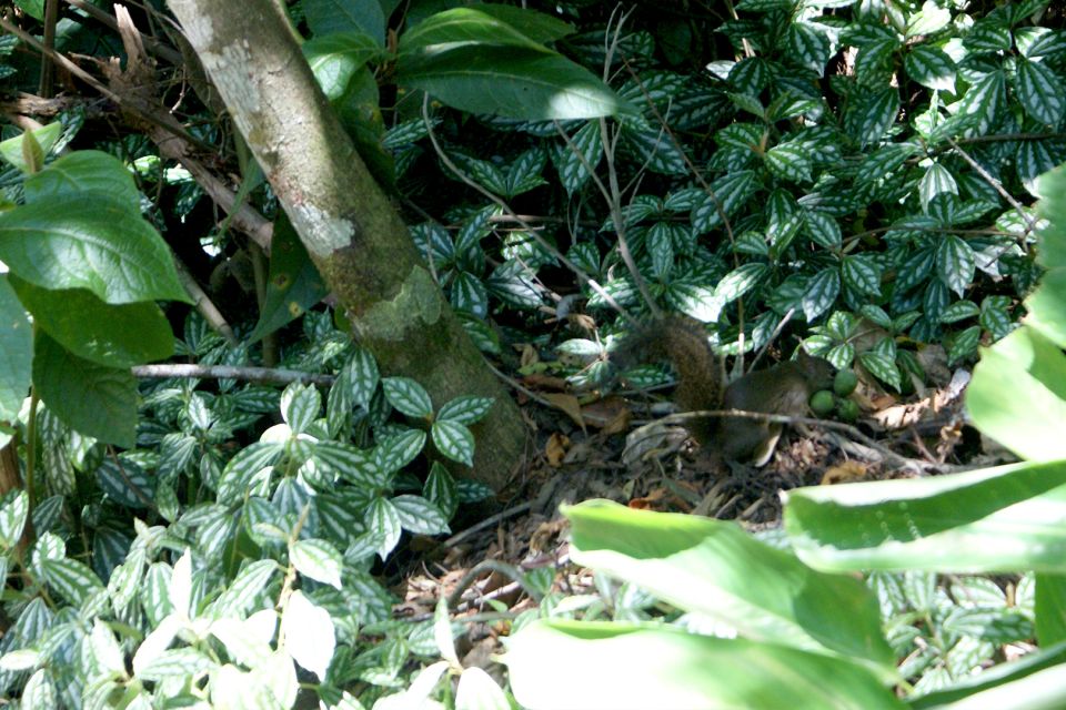 Rio de Janeiro: Guided Jeep Tour through Tijuca Rainforest - The one-hour walk through the forest
