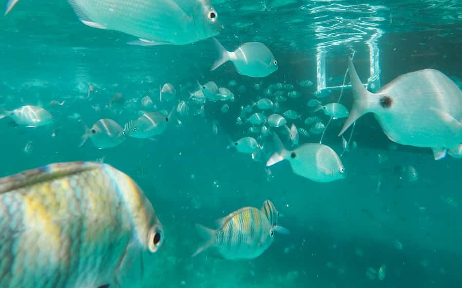 Rio de Janeiro: Ilha Grande with Boat Tour & Optional Lunch - What to pack for a boat day
